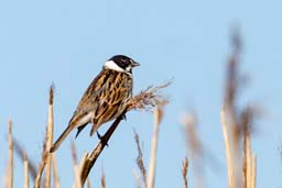 reed bunting